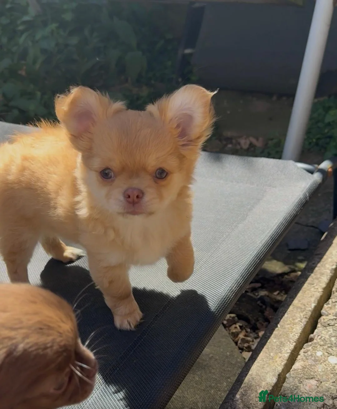 Chihuahua dogs for sale: Chihuahua puppies  - Advert 2