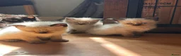 Mixed Breed cats for sale: Ragdoll x Maine coon kittens last 2 available. - Advert 8