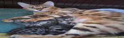 Bengal cats for sale: Beautiful Bengal cross kittens  - Advert 5
