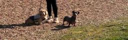 Miniature Dachshund dogs for sale: Adorable miniature dachshunds 💙💖 in Maidstone - Advert 8