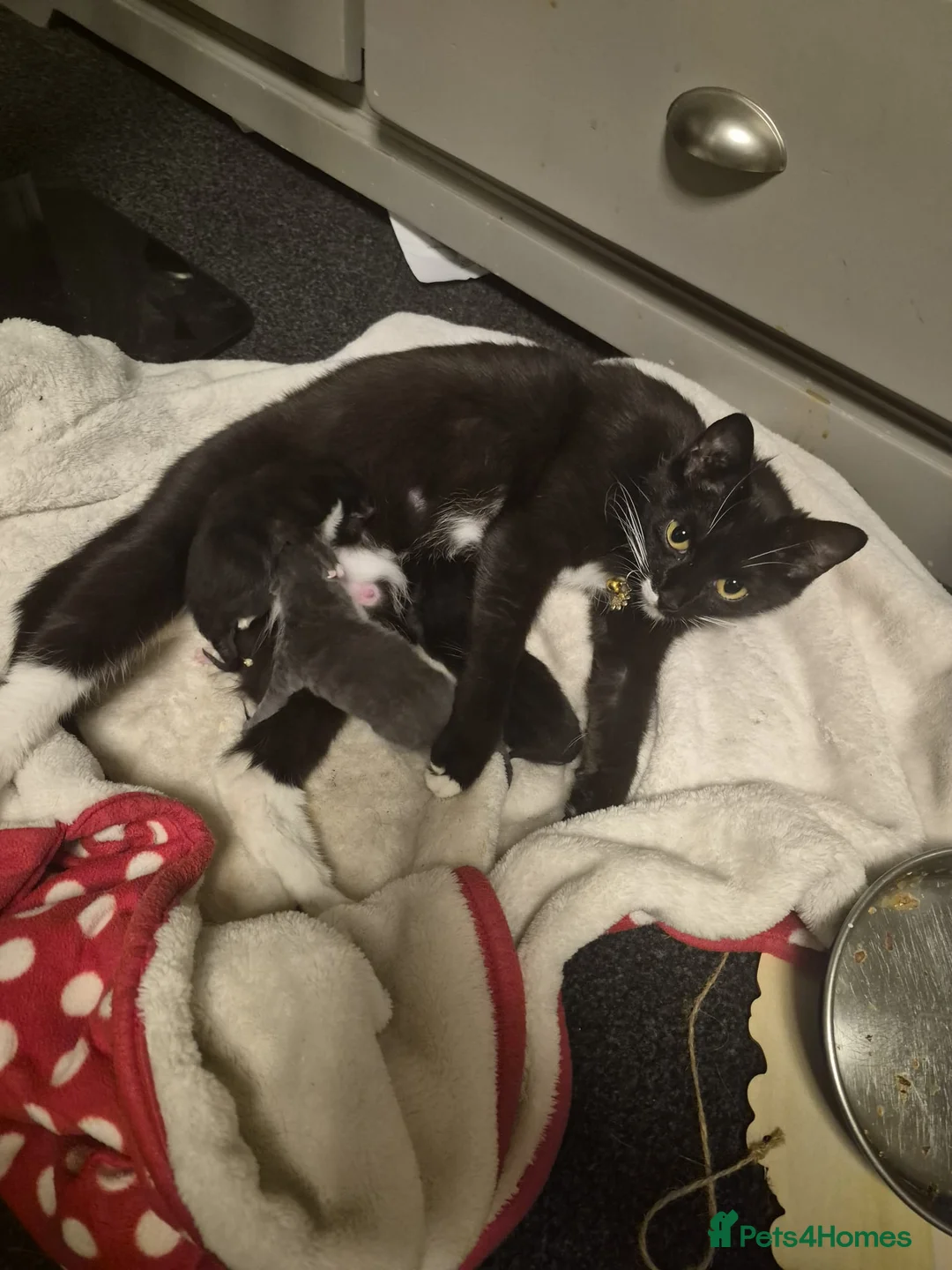 Mixed Breed cats for sale: Mix breed male boy  - Advert 1