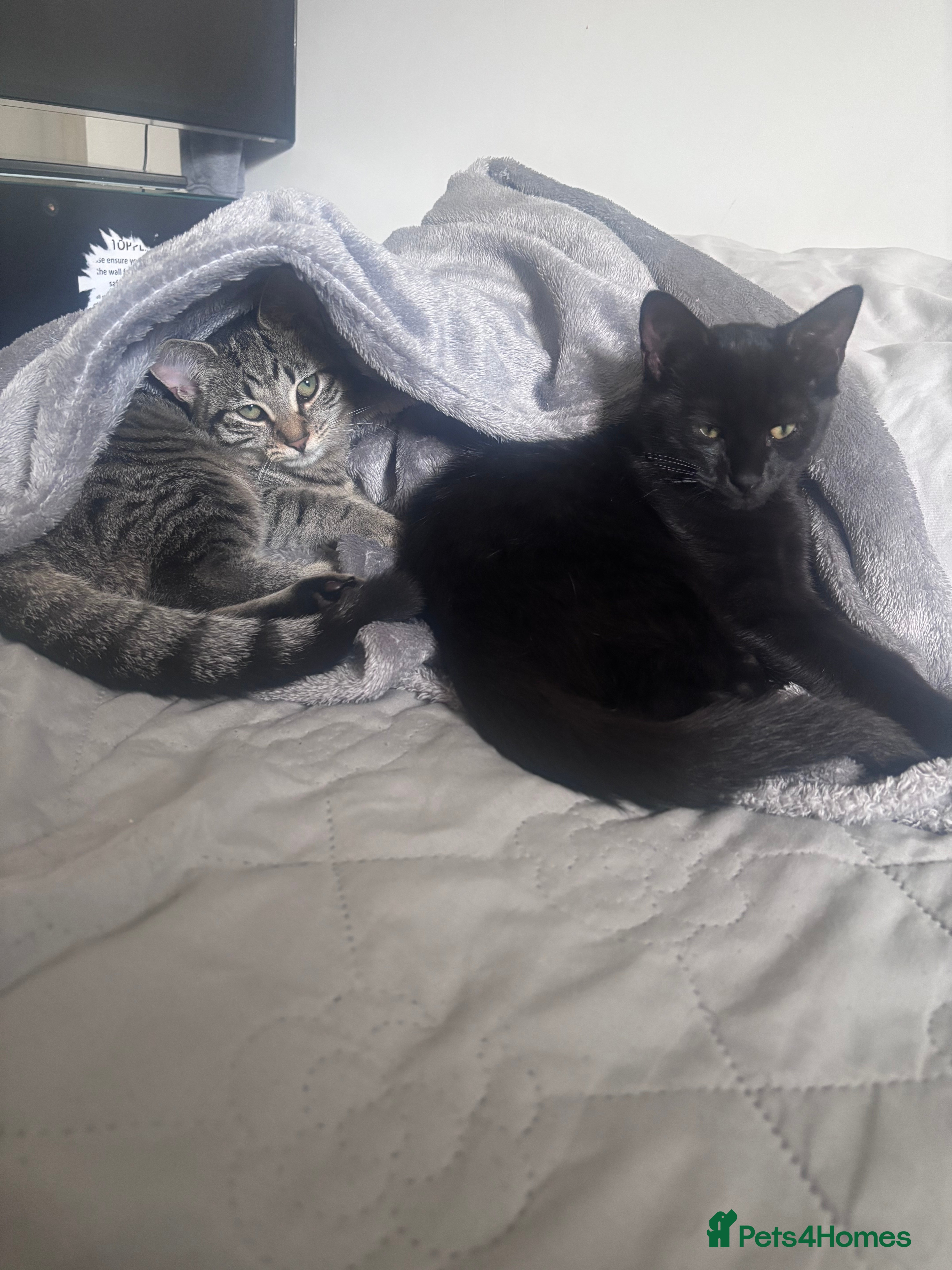 British Shorthair cats Siblings for sale with items  - Advert 1