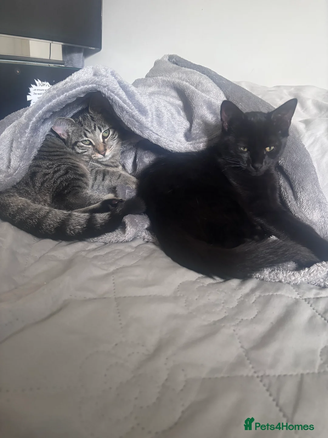 British Shorthair cats for sale: cats for sale with items  - Advert 1