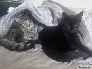 British Shorthair cats Siblings for sale with items - Advert 17