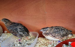 Quail poultry for sale: Quail for sale - Image 4