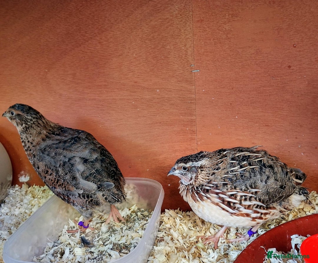 Quail poultry for sale: Quail for sale - Image 4