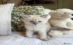 Ragdoll cats for sale: True to type, pure Ragdolls Kittesn - Image 6