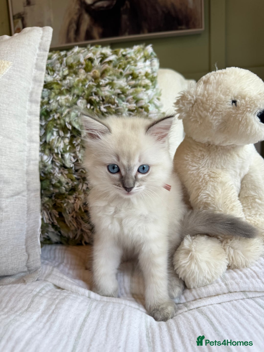 Ragdoll cats for sale: True to type, pure Ragdolls Kittesn - Image 6