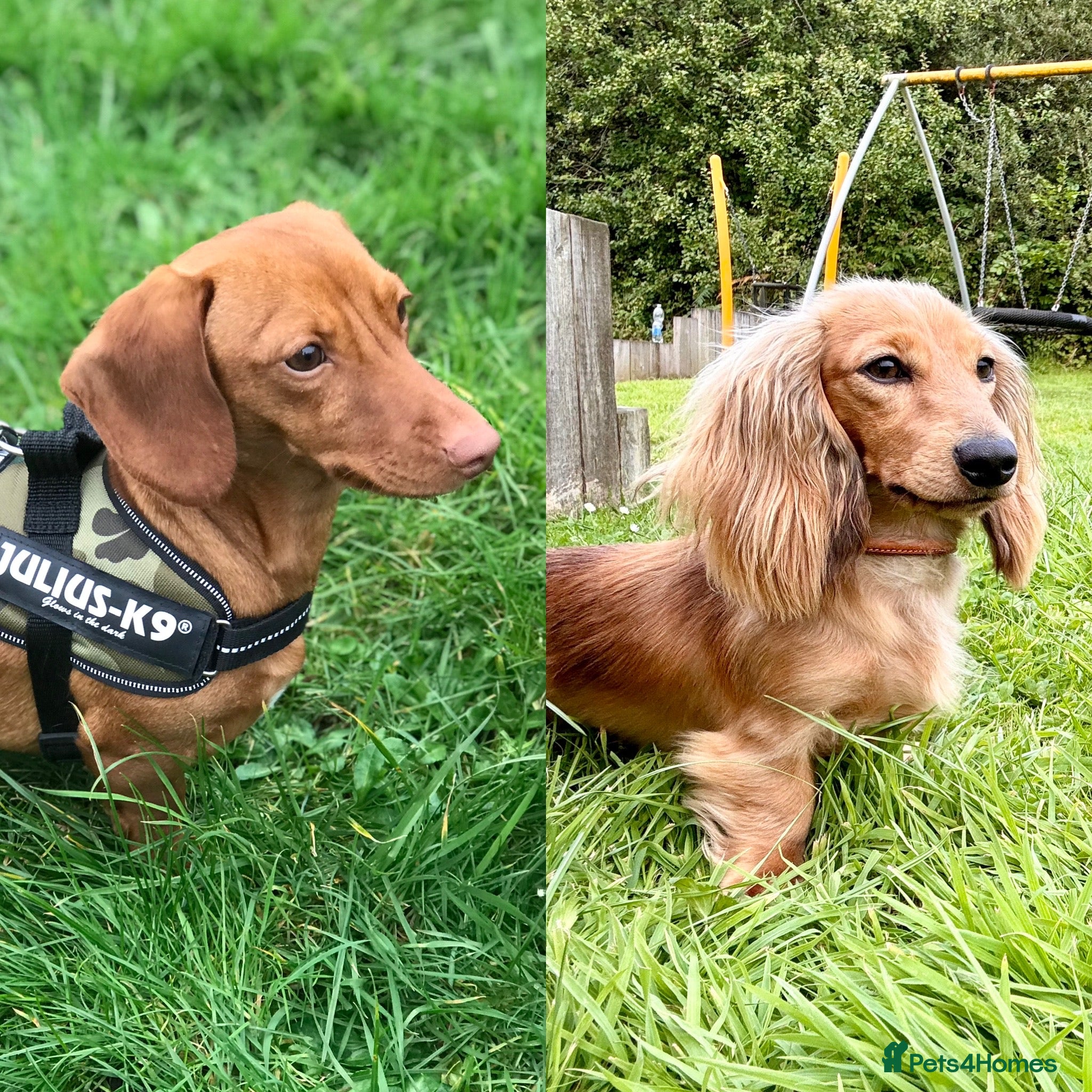 Miniature Dachshund dogs Miniature dachshunds for stud - Advert 18