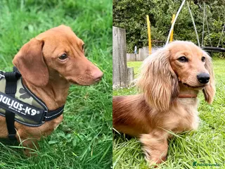 Miniature Dachshund dogs Miniature dachshunds for stud - Advert 22