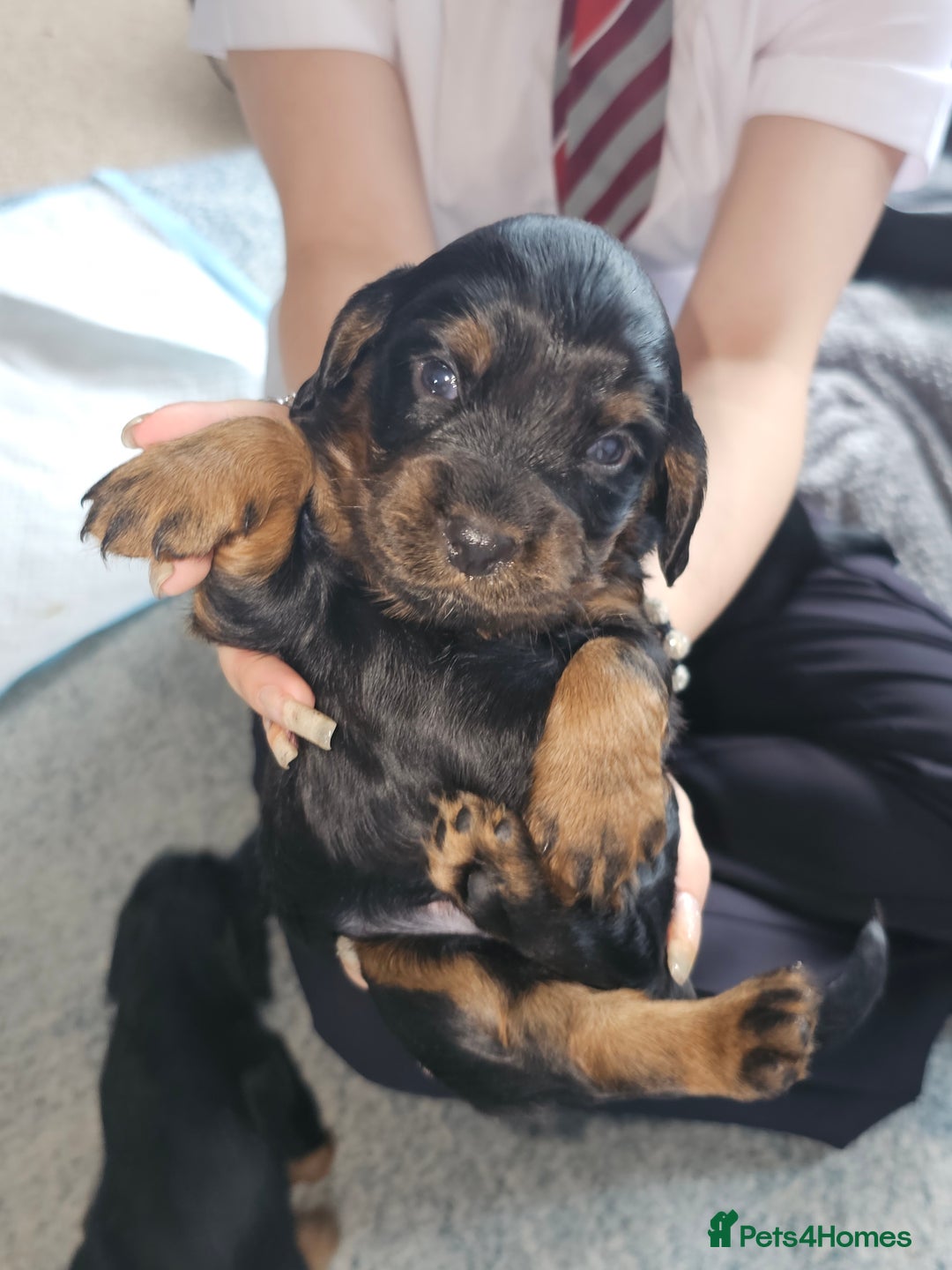 Sprocker dogs for sale: Three gorgeous girls for sale ❤️ - Image 16