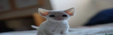 Devon Rex 5 Taffy