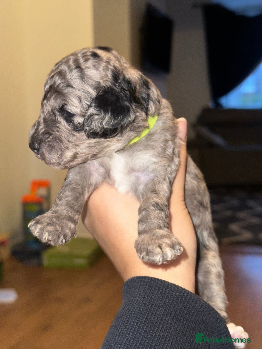 Cockapoo dogs for sale: Beautiful mixed Merle F2B Cockapoos  - Advert 25