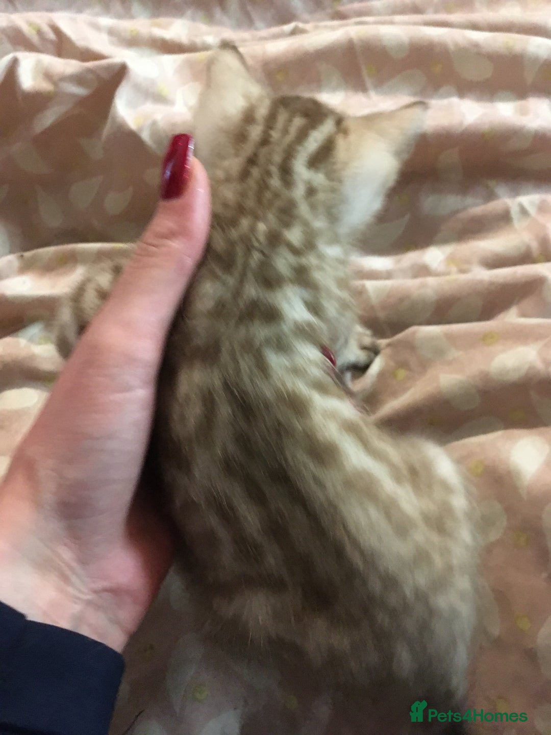 Bengal cats for sale: Oscar Wolfy Thor Rain - Image 6
