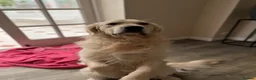 Golden Retriever dogs for sale: Meet Buddy! My best friend - Advert 4