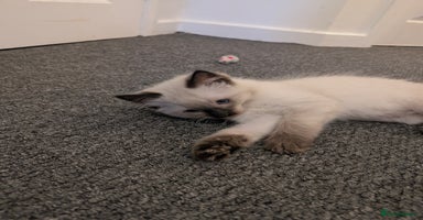 Ragdoll cats - Advert 15
