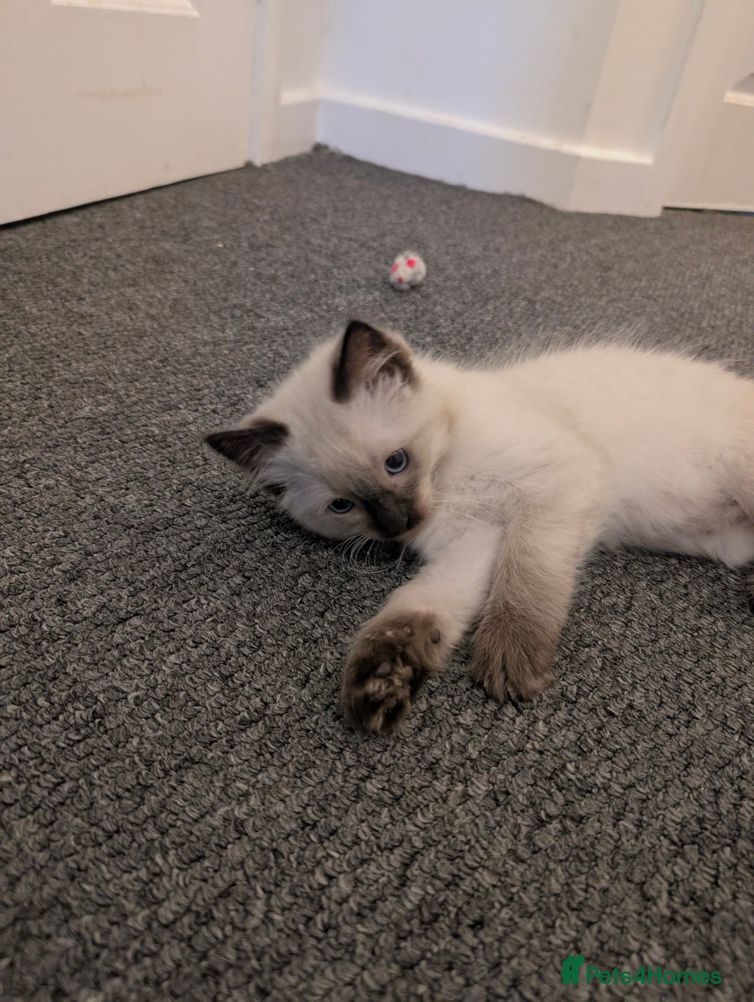 Ragdoll cats for sale: Cute Ragdoll Kittens ( Ready to be rehomed) - Image 5