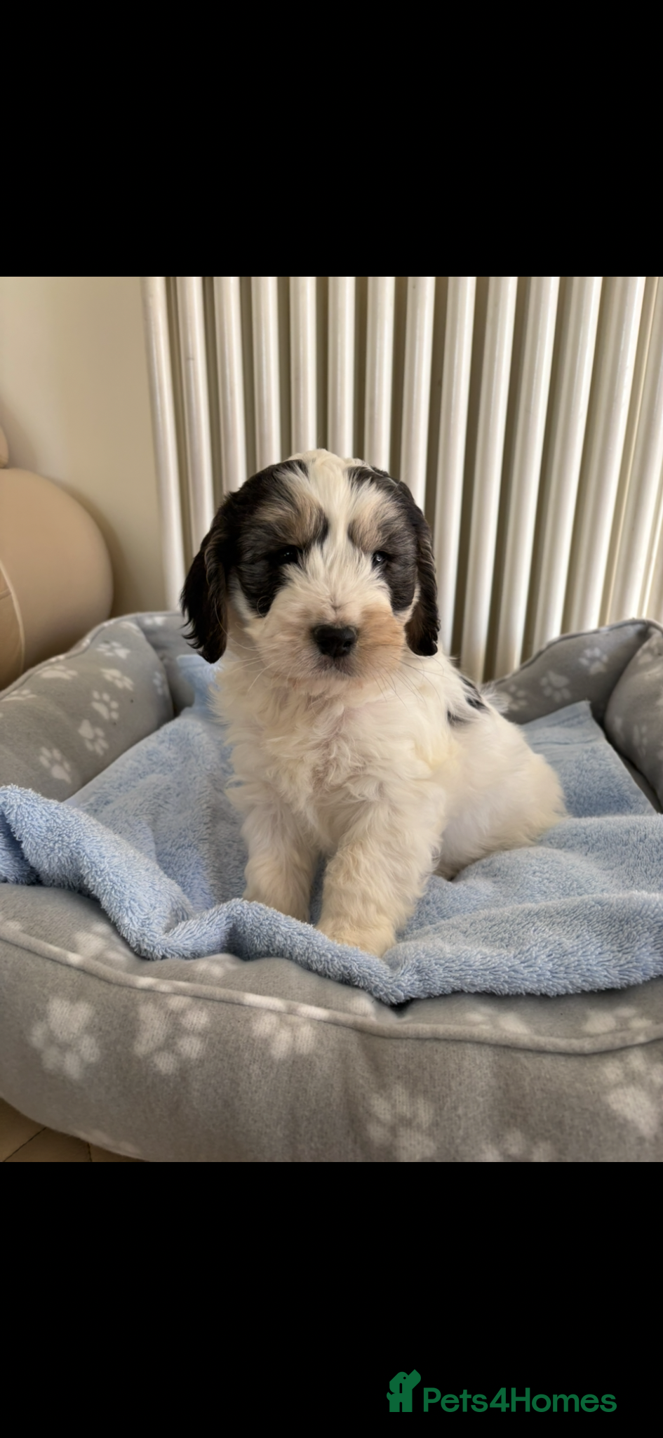 Cockapoo dogs Cockapoo puppies for sale  - Advert 9