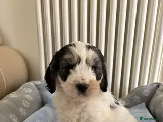 Cockapoo dogs Cockapoo puppies for sale - Advert 9