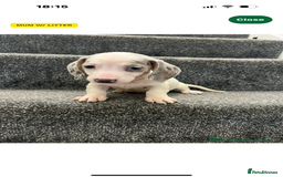 Miniature Dachshund dogs for sale: Miniature dachshund  - Image 1