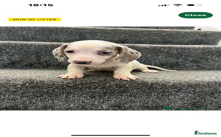 Miniature Dachshund dogs - Advert 14