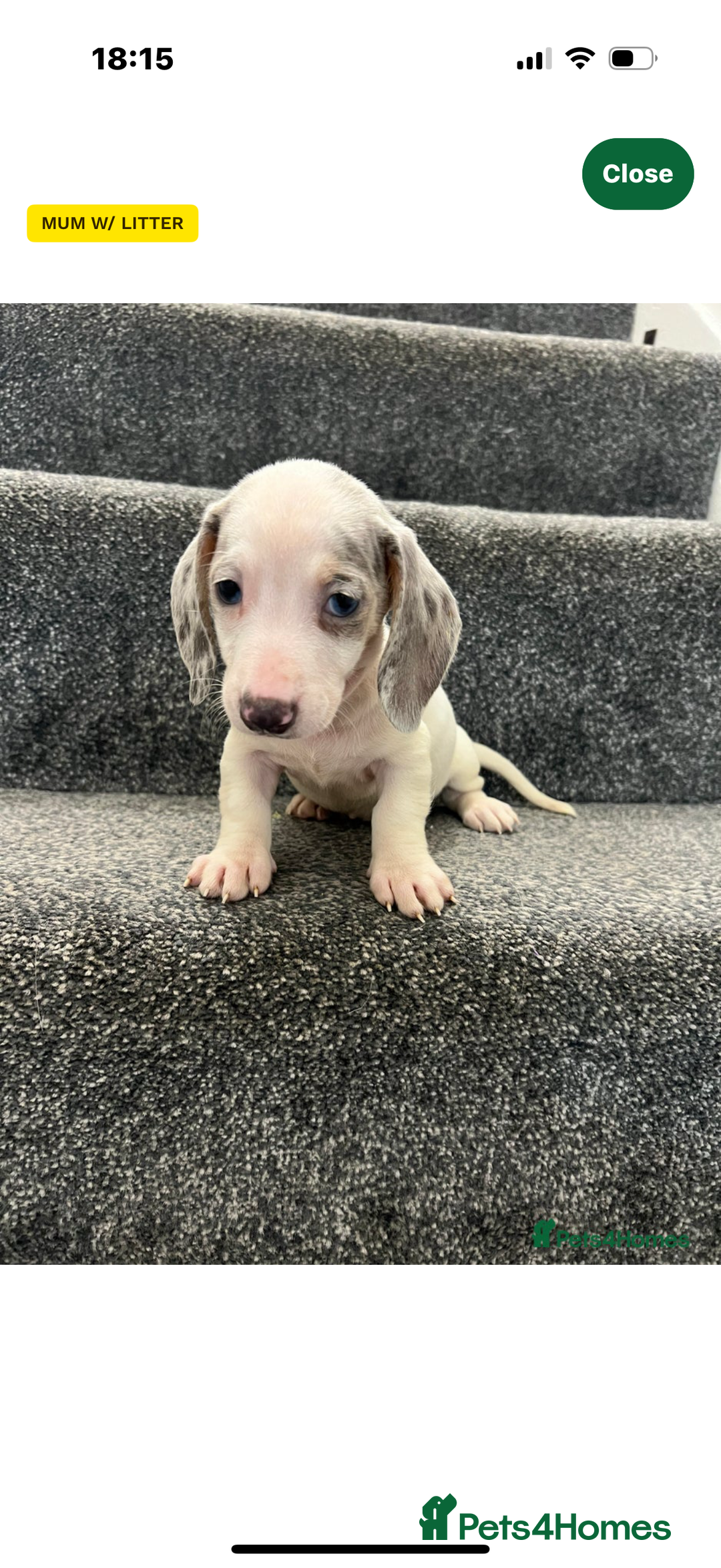 Miniature Dachshund dogs for sale: Miniature dachshund  - Image 1