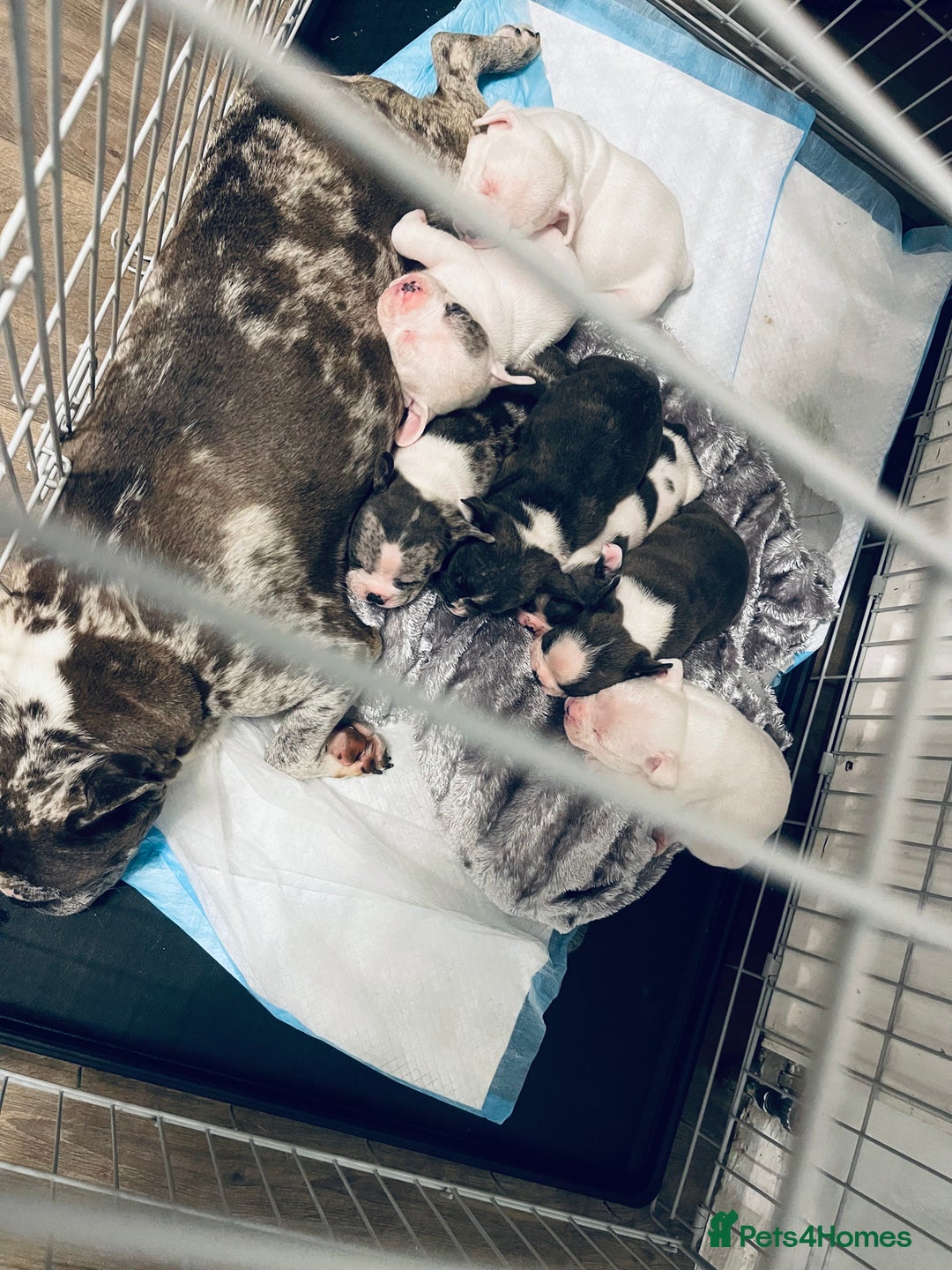 Mixed Breed dogs for sale: Frenchie x pocket bully male puppys - Image 1