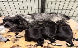 Cocker Spaniel dogs for sale: Show cocker spaniel  - Advert 18