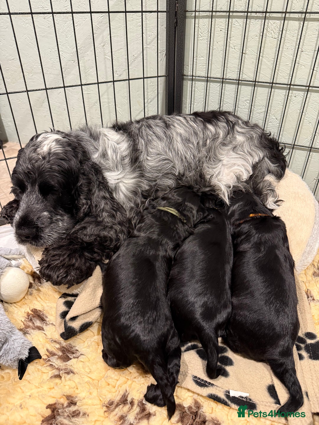 Cocker Spaniel dogs for sale: Show cocker spaniel  - Advert 18