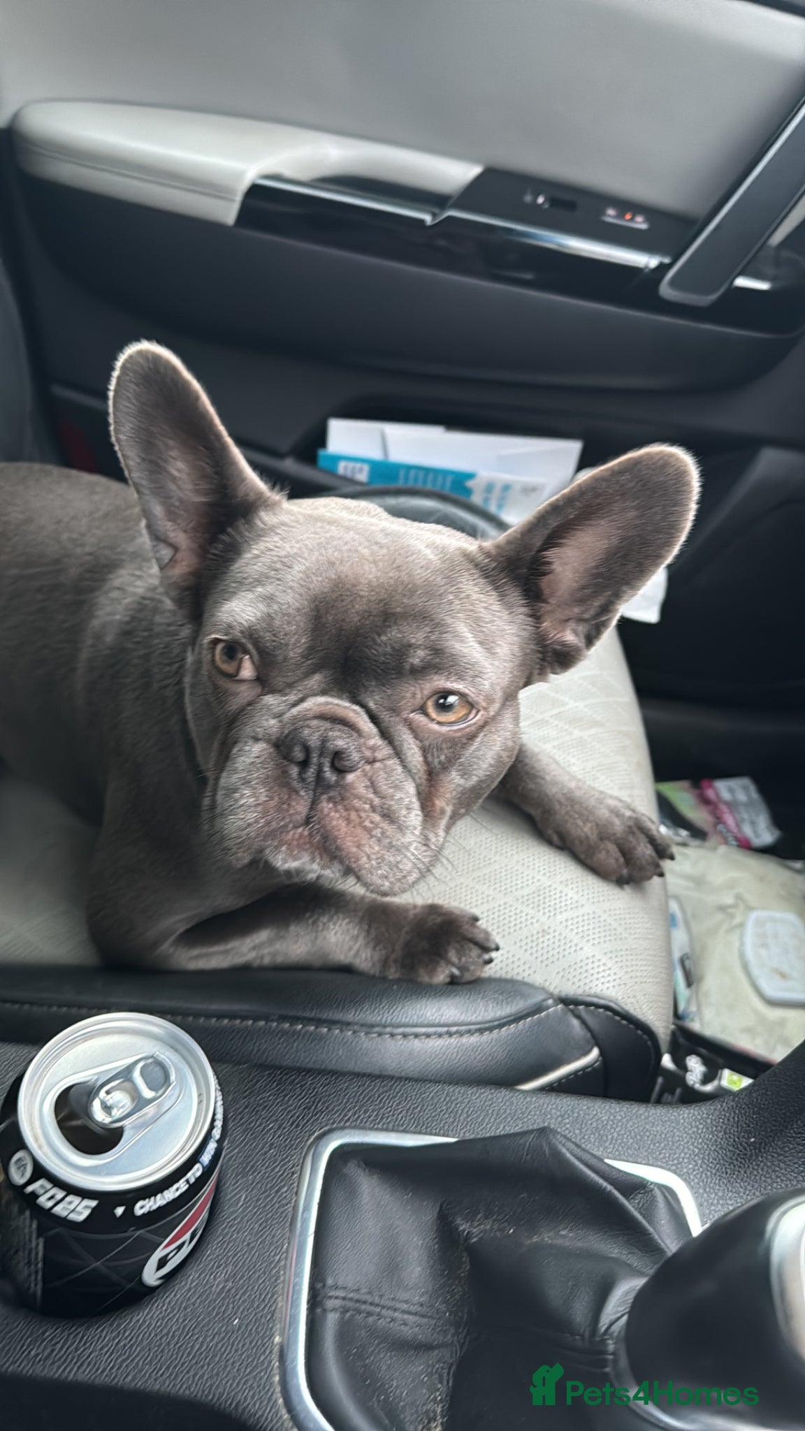 French Bulldog dogs French bulldog  - Advert 1