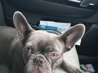 French Bulldog dogs French bulldog - Advert 1