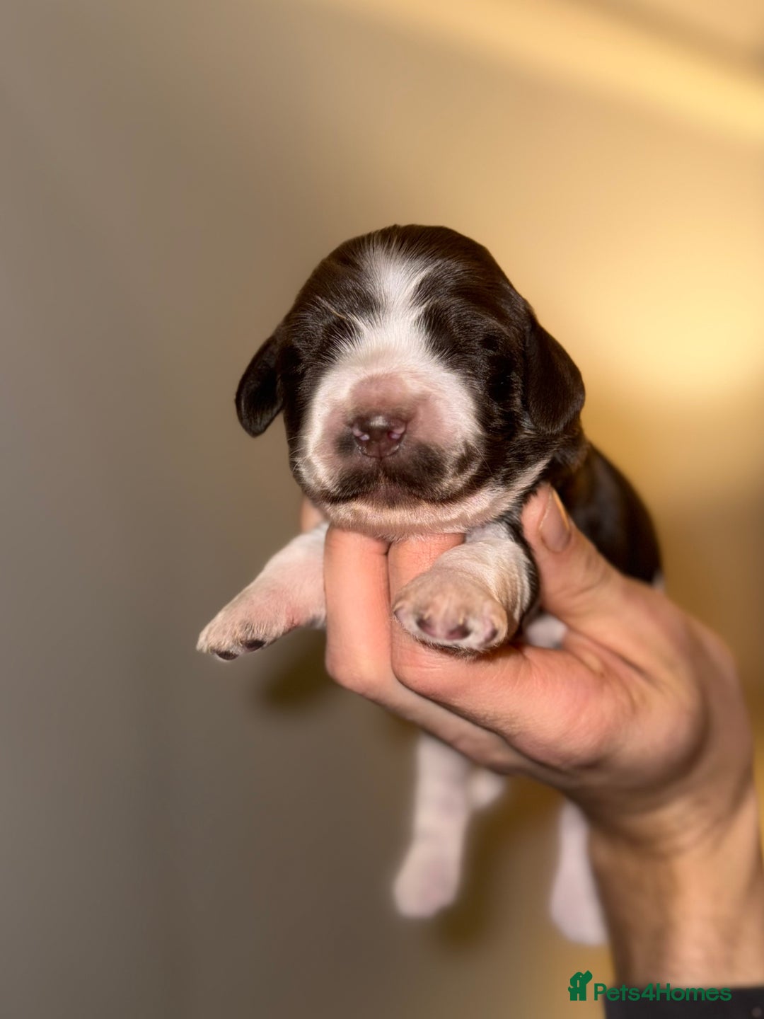 Cocker Spaniel dogs for sale: True to type Show Cocker Spaniels - KC reg parents - Advert 8