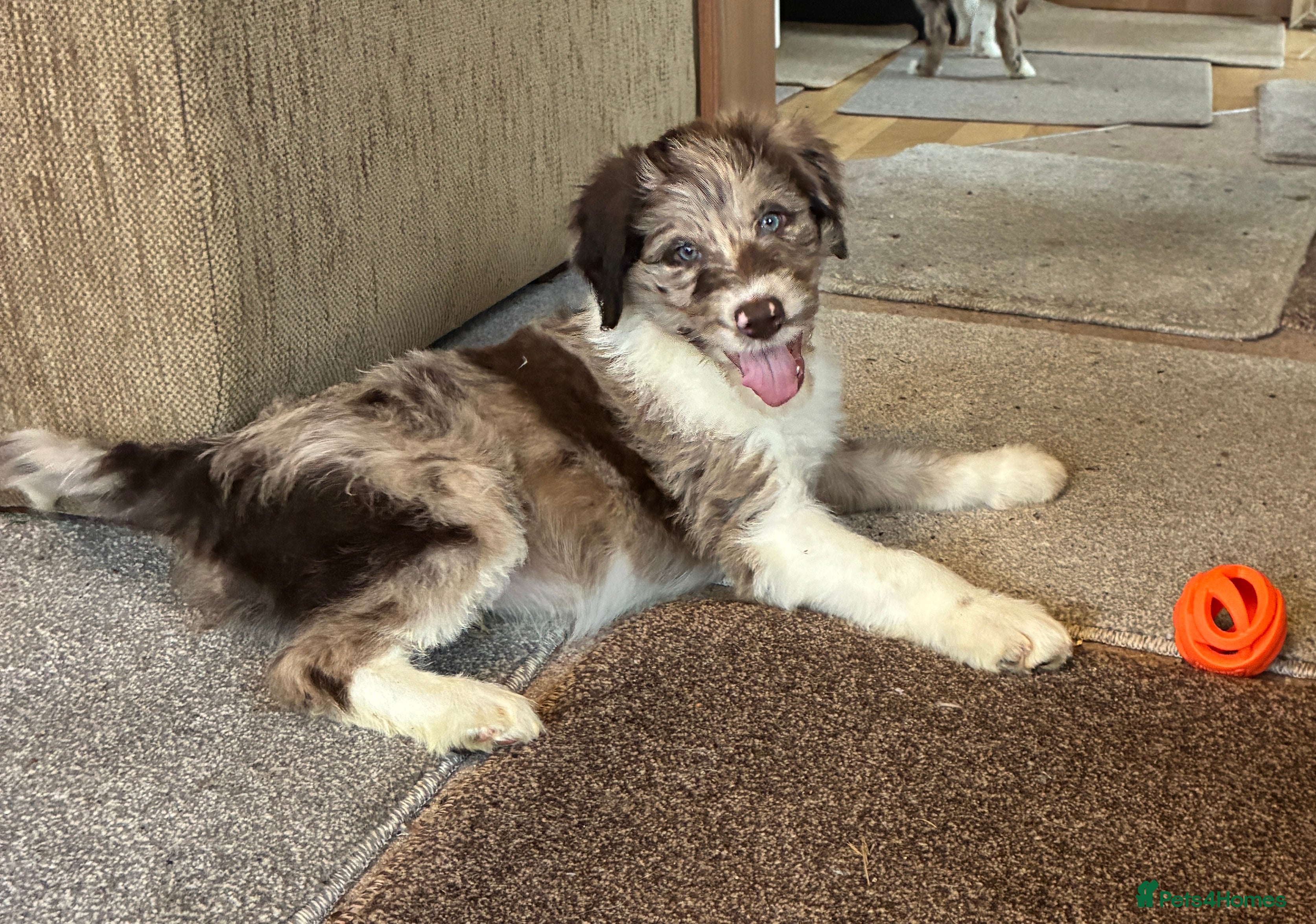 Bordoodle dogs Beautiful Bordoodles - Advert 14