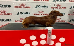 Miniature Dachshund dogs for stud: Miniature long hair(crufts qualified for life) in Bridge of Weir - Image 4