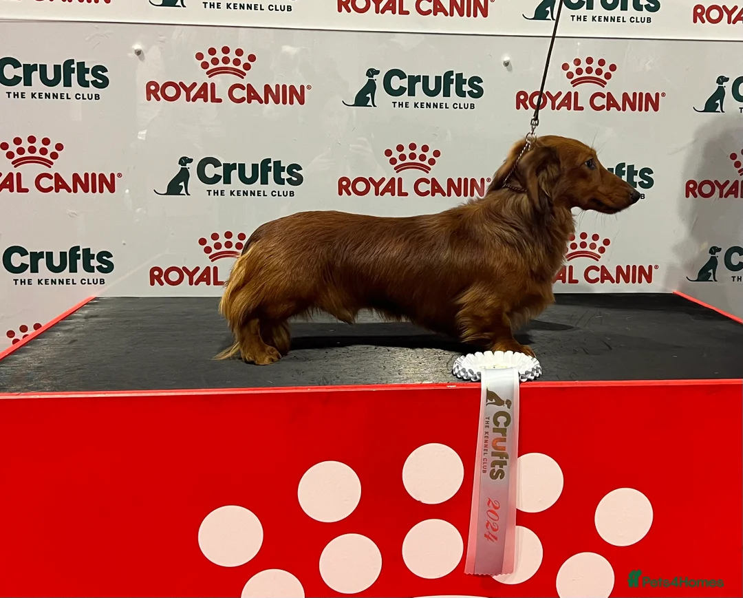 Miniature Dachshund dogs for stud: Miniature long hair(crufts qualified for life) in Bridge of Weir - Advert 4