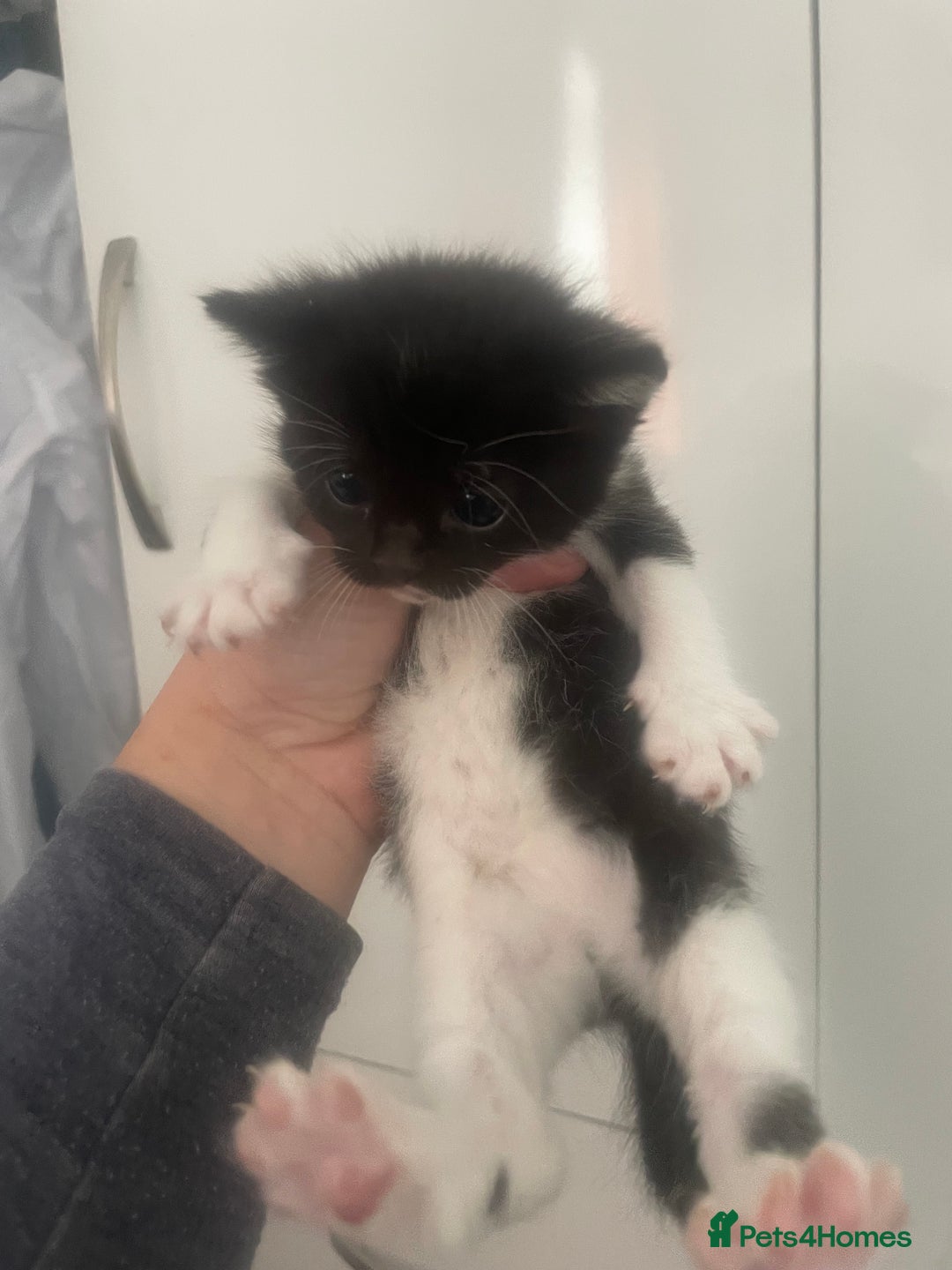 Mixed Breed cats for sale: Kittens - Image 8