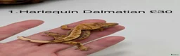 Gecko reptiles for sale: Stunning Mixed Morph Crested Gecko Babies! - Advert 2