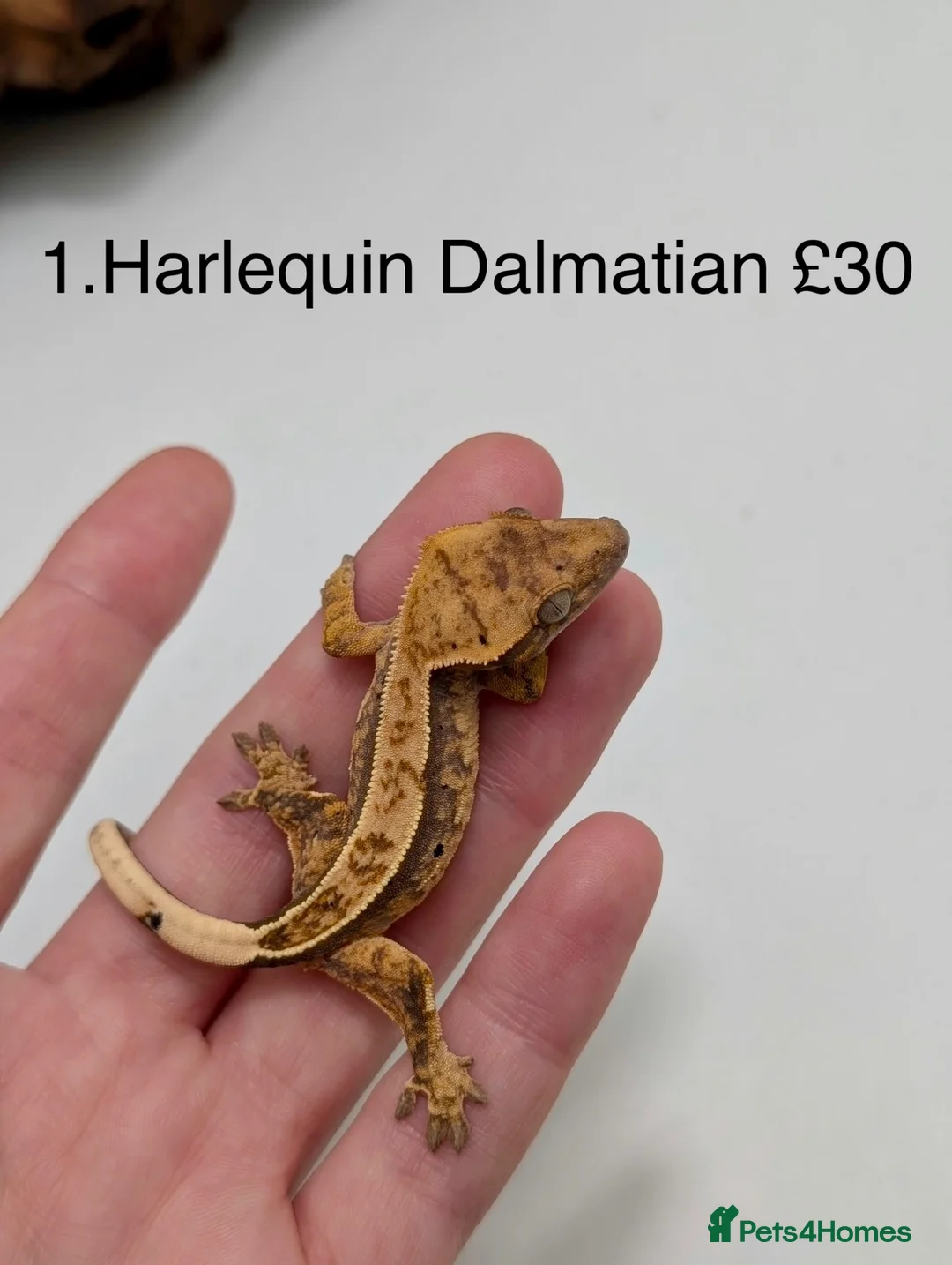 Gecko reptiles for sale: Stunning Mixed Morph Crested Gecko Babies! - Advert 2