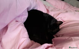 Mixed Breed cats for sale: Rehoming our cat ASAP! in Reading - Image 2