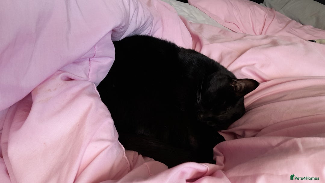 Mixed Breed cats for sale: Rehoming our cat ASAP! in Reading - Image 2