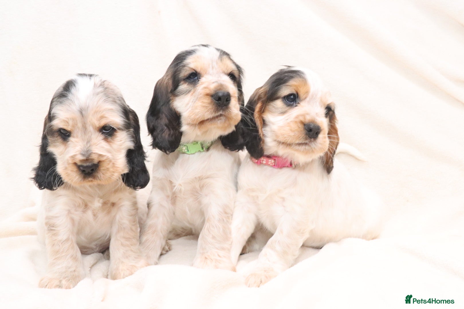 Cocker Spaniel dogs 🤎🧡 Chocolate Sable & Tan 🧡🤎 - Advert 13