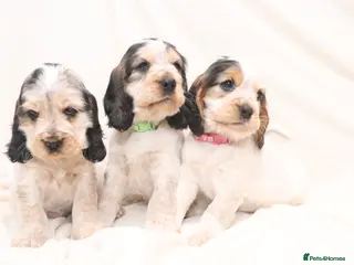 Cocker Spaniel dogs 🤎🧡 Chocolate Sable & Tan 🧡🤎 - Advert 13