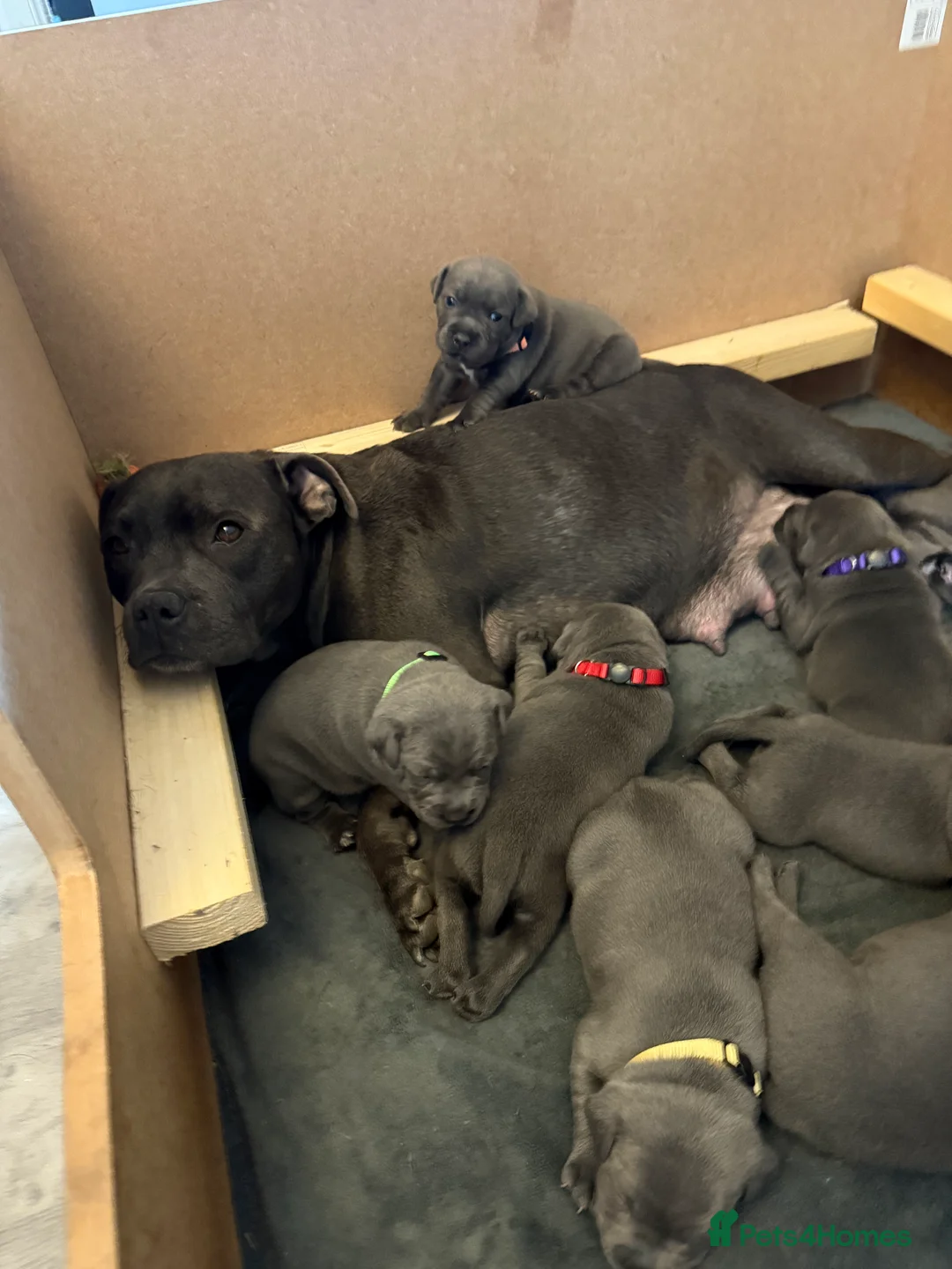Staffordshire Bull Terrier dogs for sale: Beautiful KC reg blue puppies - Advert 1
