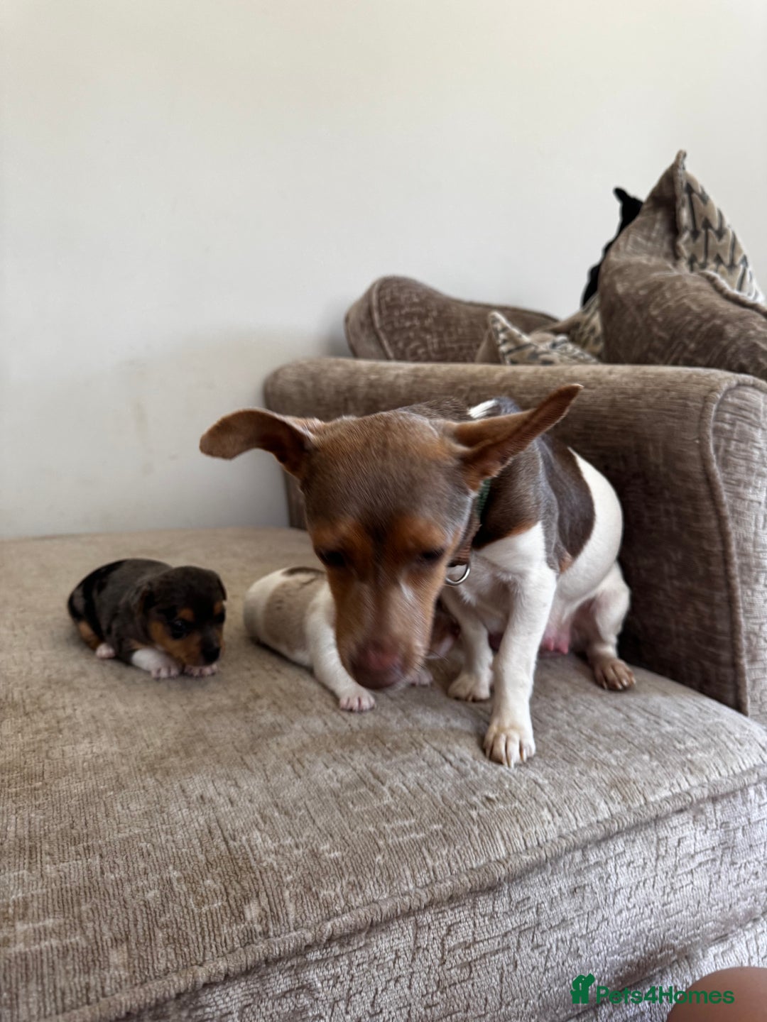 Jack Russell dogs for sale: 💙 miniture JR PUPS 💙 - Image 8