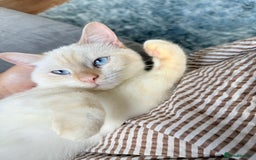 British Shorthair cats for sale: 2 Male British shorthairs. - Image 7