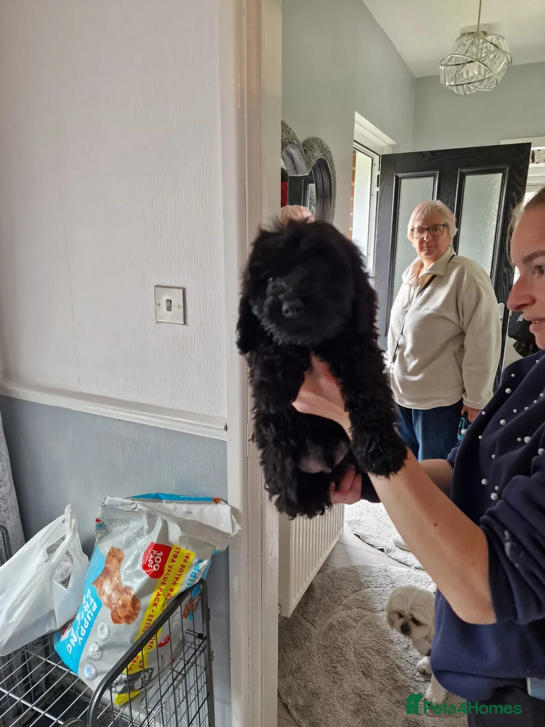 Cockapoo dogs for sale: Gorgeous cockapoo puppy in Morecambe - Advert 1