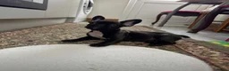 French Bulldog dogs for sale: 4 Beautiful French Buldog Puppies - Advert 15