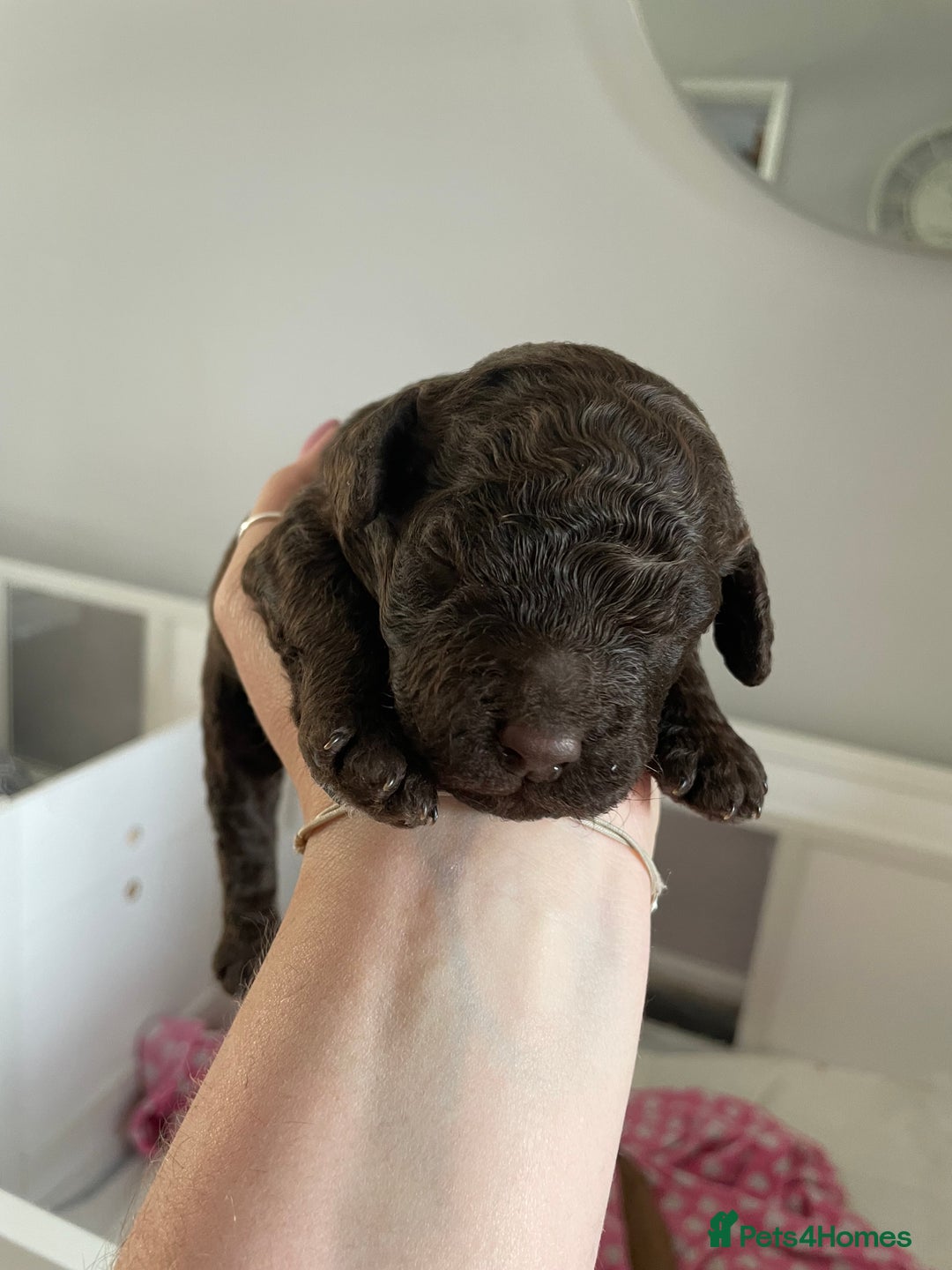 Cockapoo dogs for sale: Cockapoo pups  - Image 3