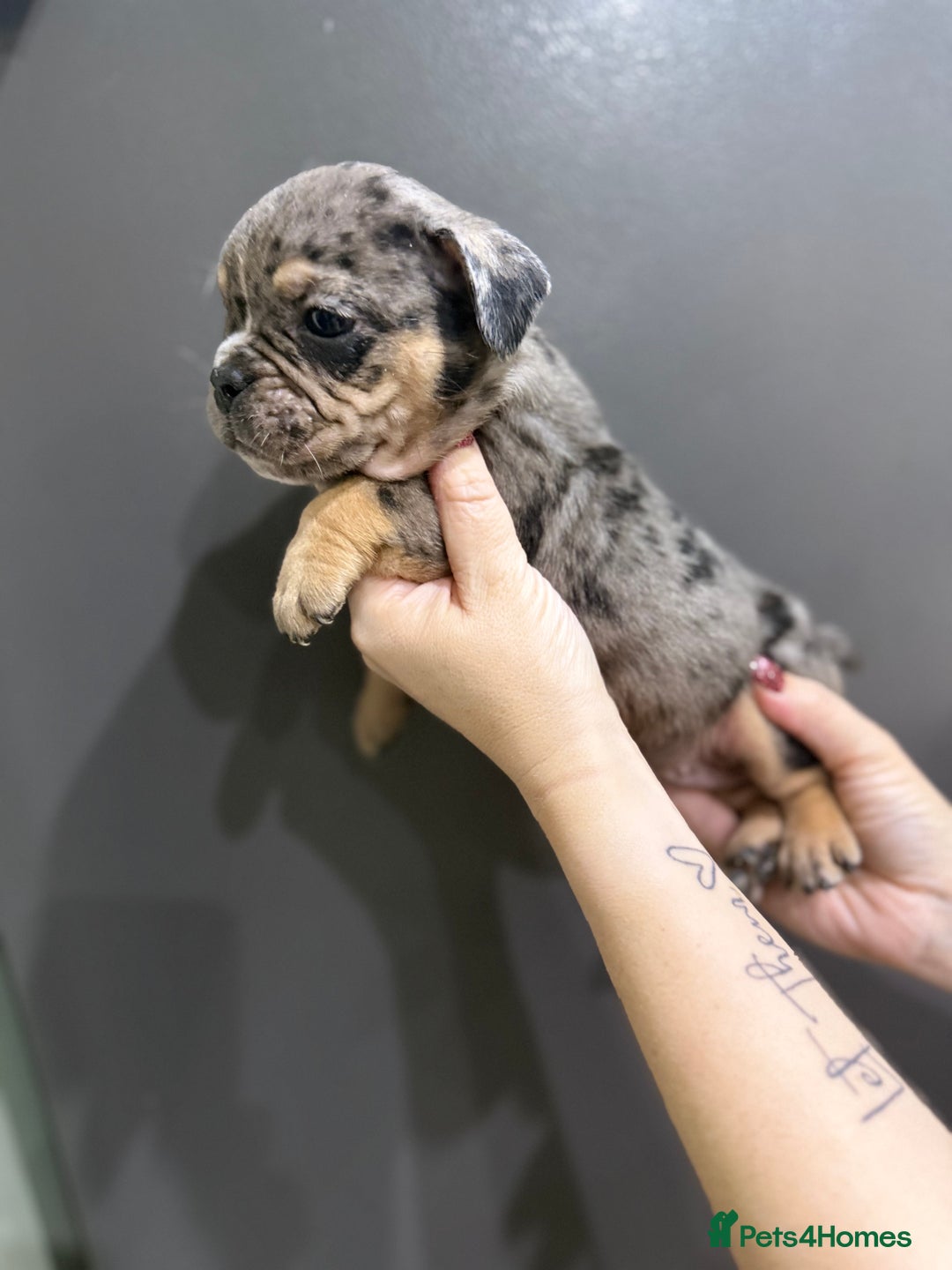 English Bulldog dogs for sale: Last 2 healthy happy pups reduced to leave today - Advert 5