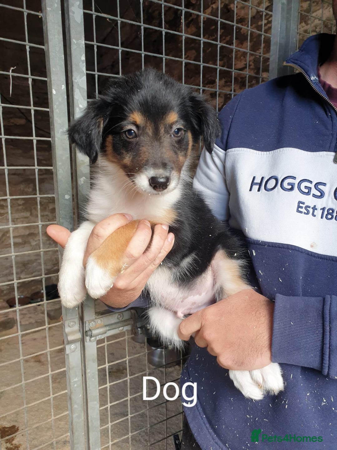 Border Collie dogs for sale: Beautiful border collie puppies  - Image 6
